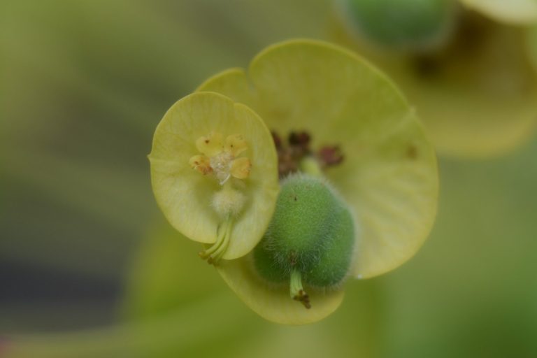 euphorbia