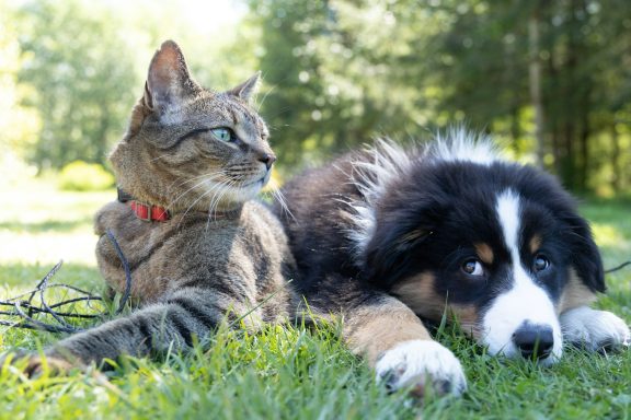 Fernbehandlung Tiere