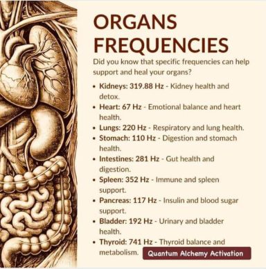 Diagramm der Organe mit Frequenzen zur Gesundheitsunterstützung.